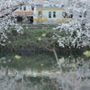 spring for tokyoites