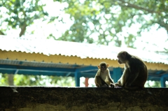 Popa monkey