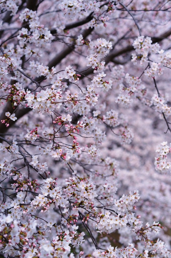 門出の桜