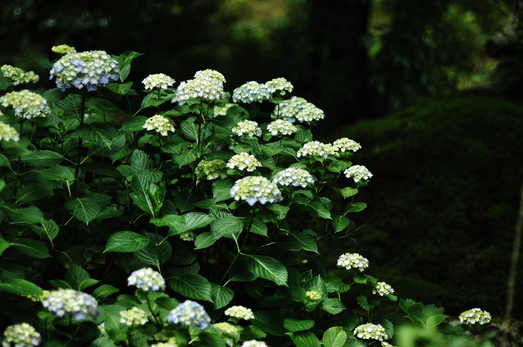 天龍寺の紫陽花