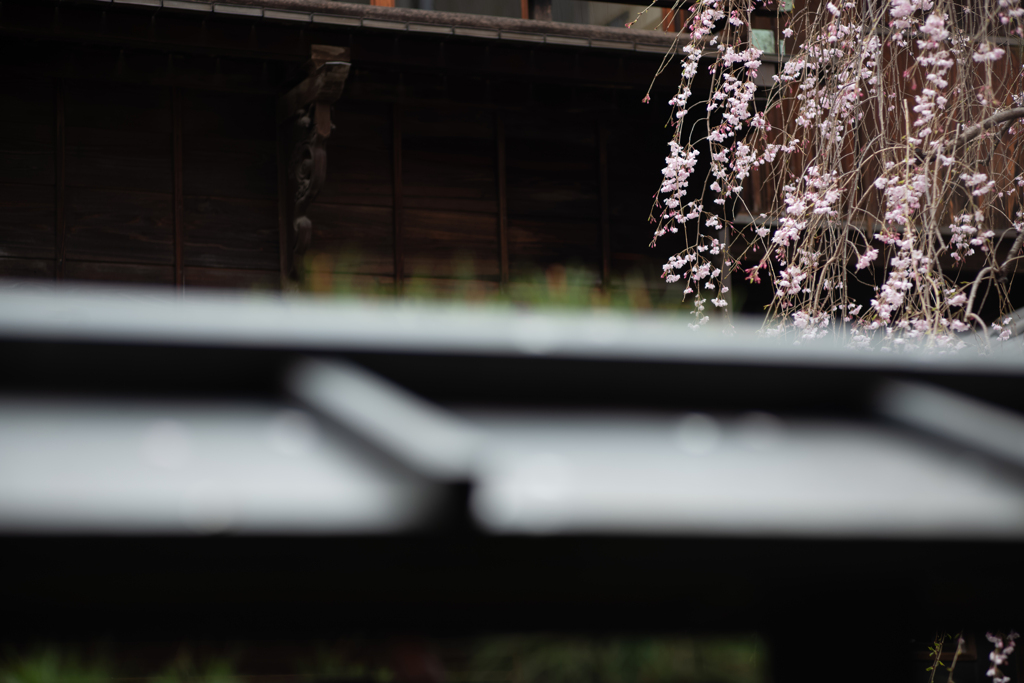 spring for tokyoites 2025