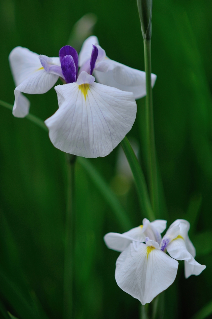 小石川の花菖蒲