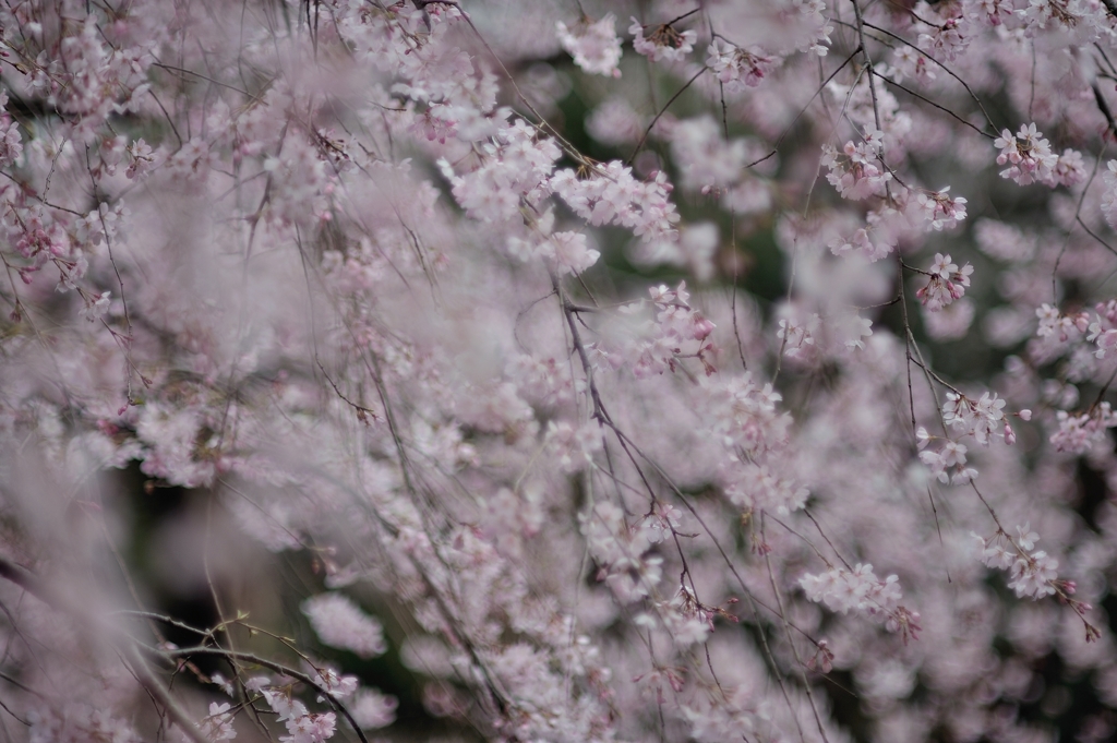 spring for tokyoites