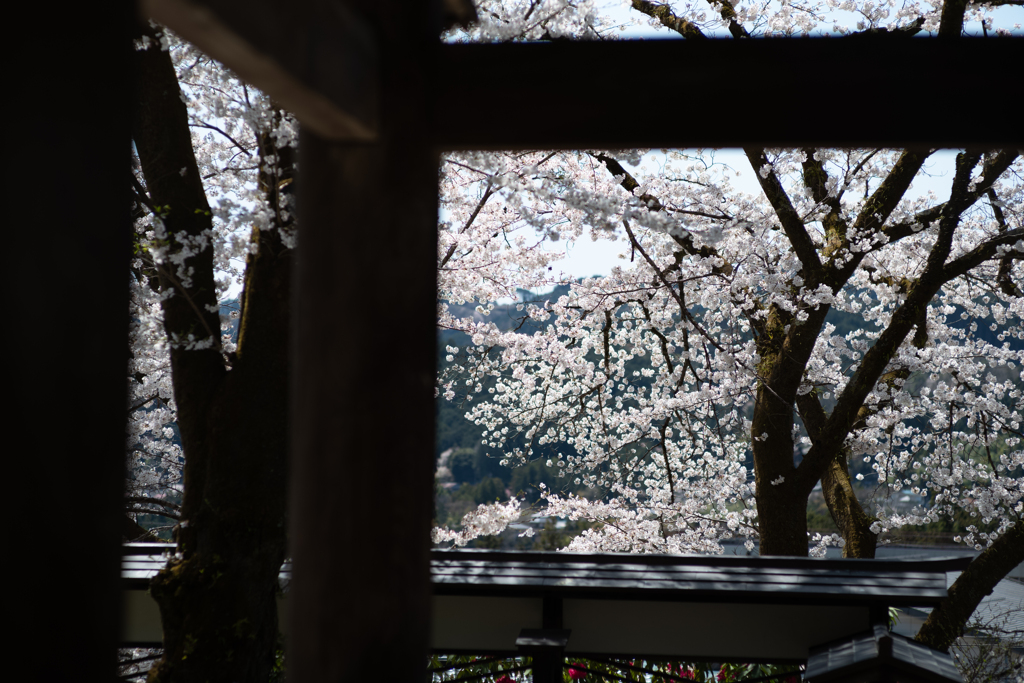 spring for tokyoites 2025