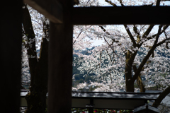 spring for tokyoites 2025