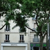 a tree and a man