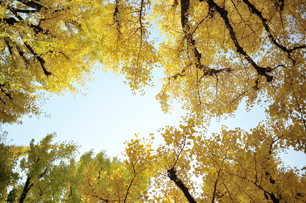 autumn for tokyoites 2020