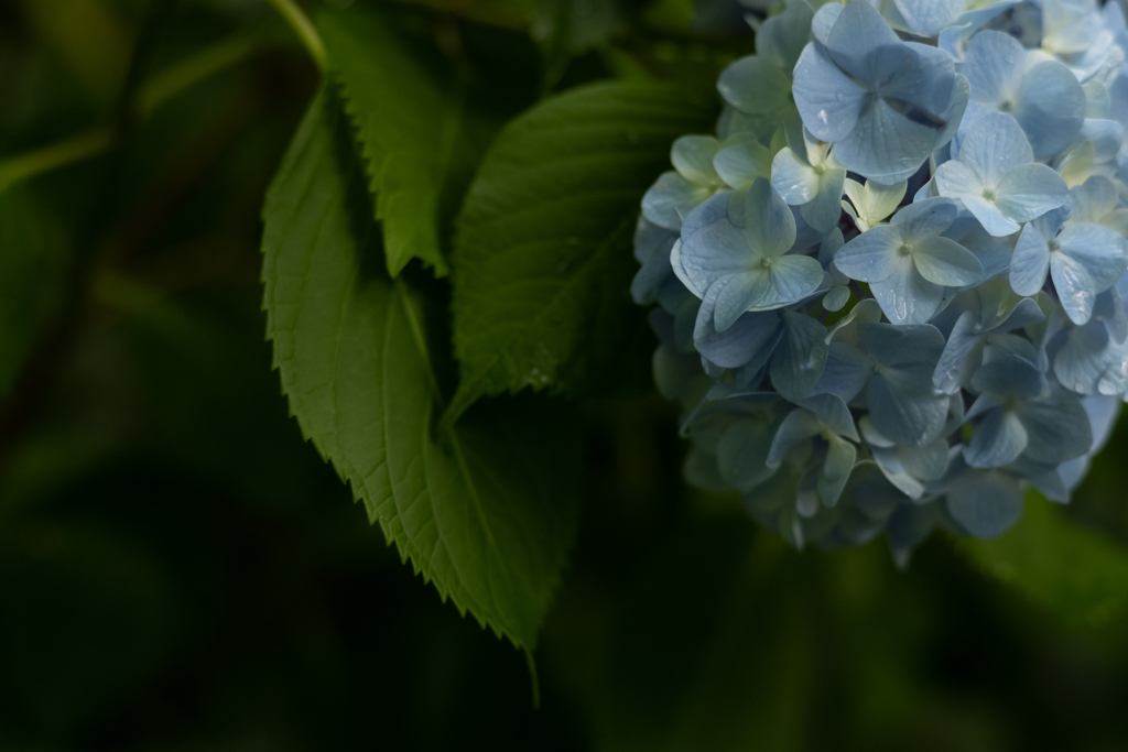 紫陽花の季節