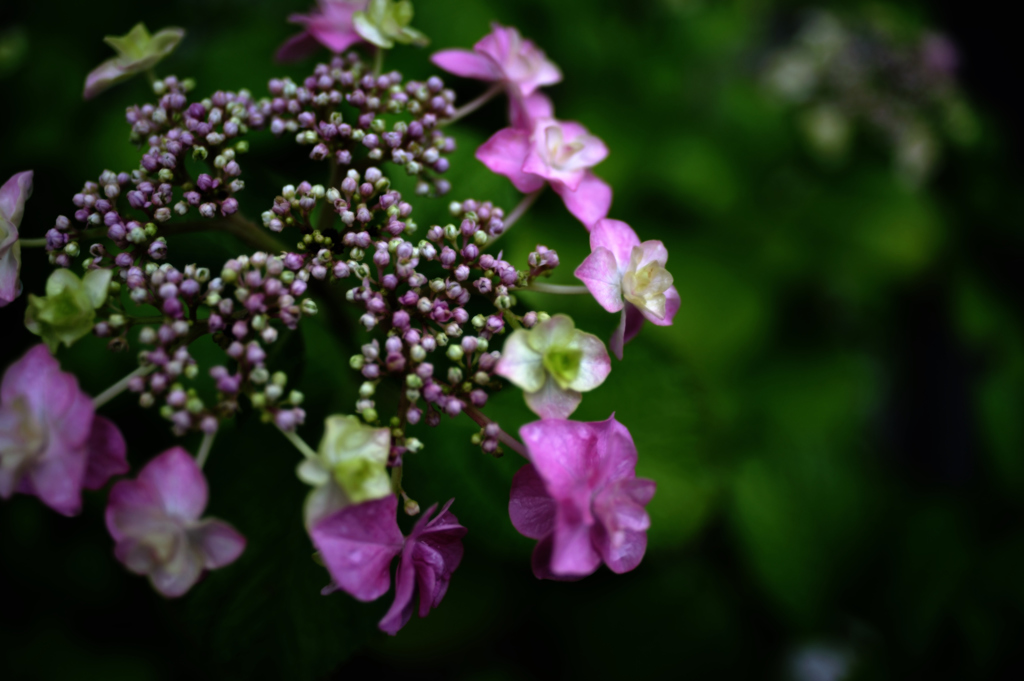 hydrangea