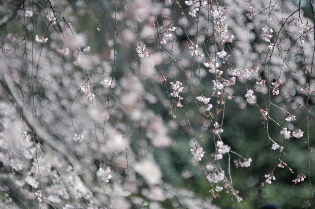 spring for tokyoites