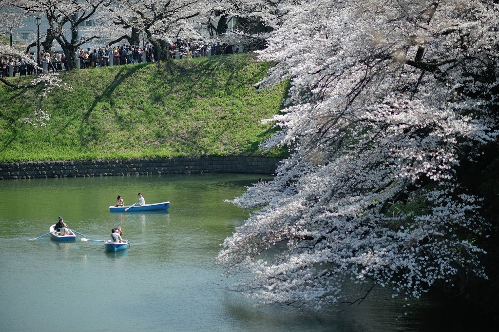 spring for tokyoites 2018