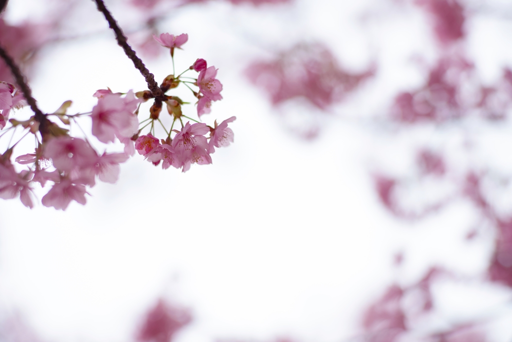 spring for tokyoites 2024