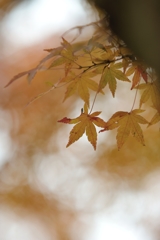 autumn for tokyoites