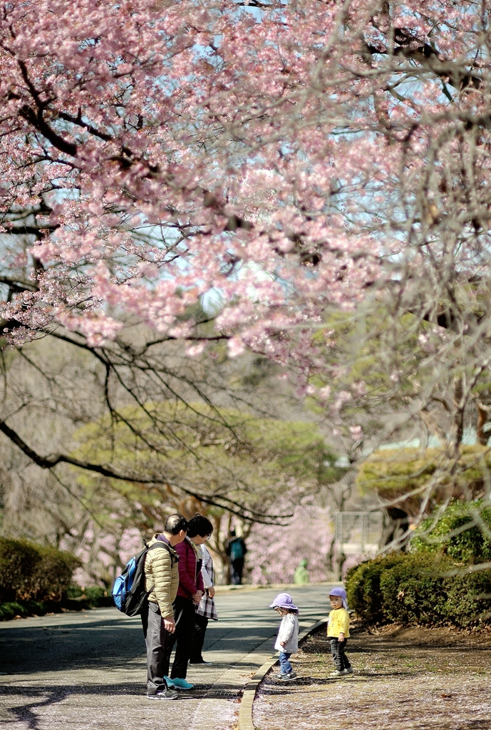 spring for tokyoites 2019