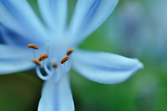 flowes 3
