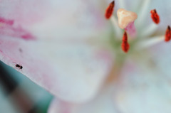 flowes 5