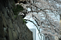 spring for tokyoites