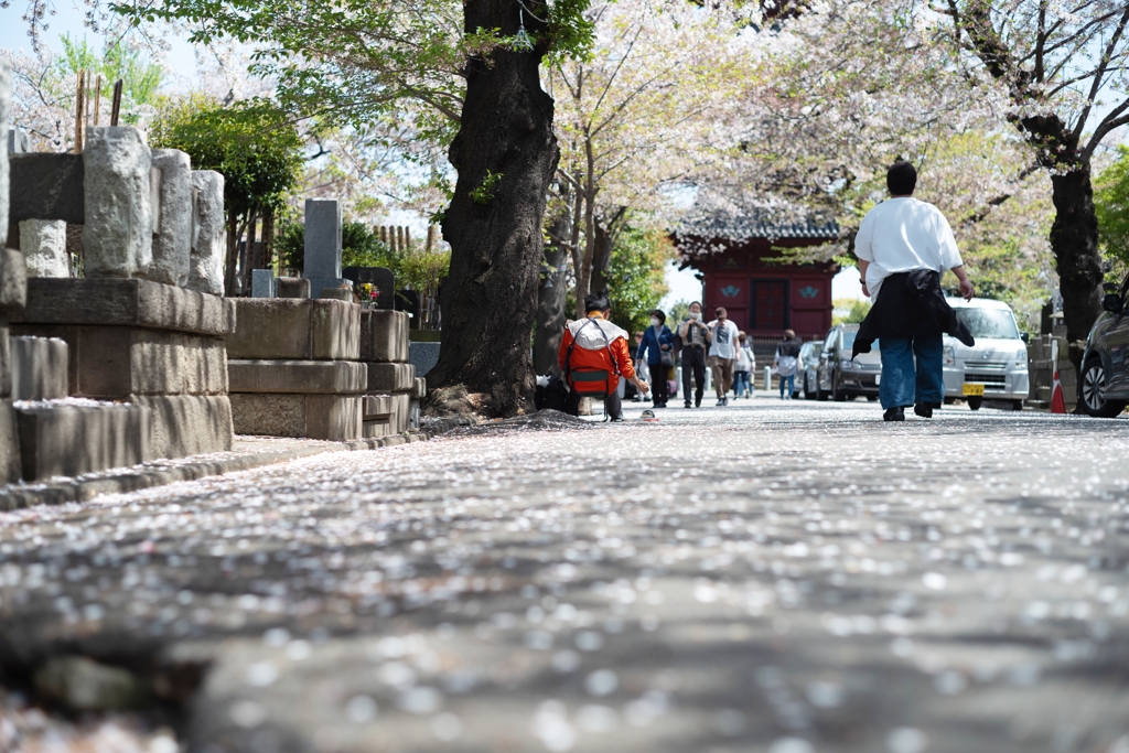 spring for tokyoites 2024