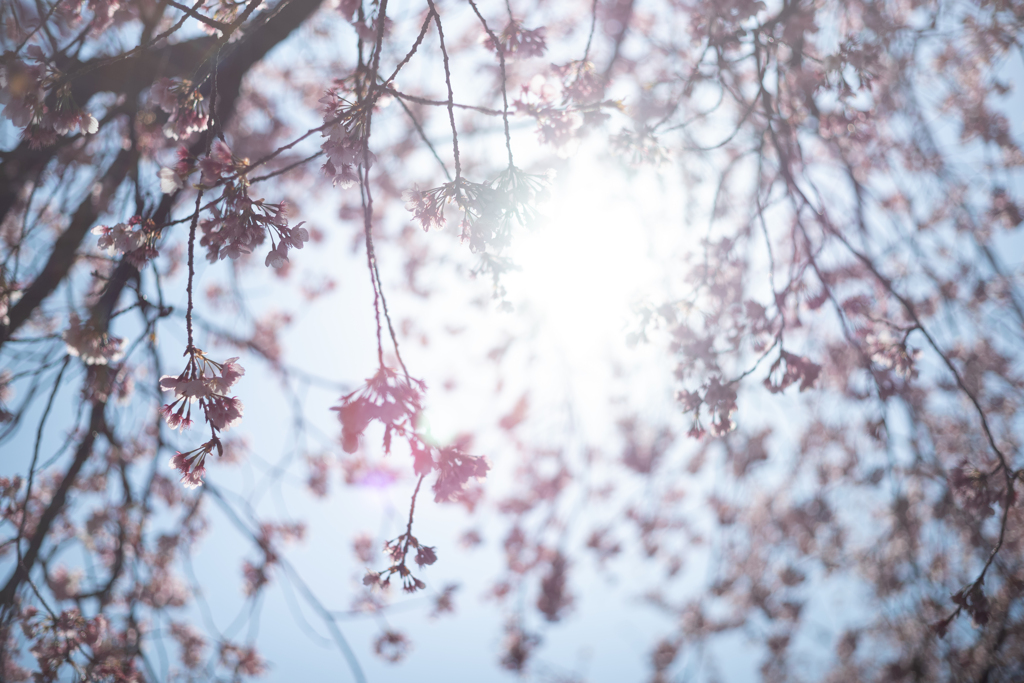 spring for tokyoites 2024