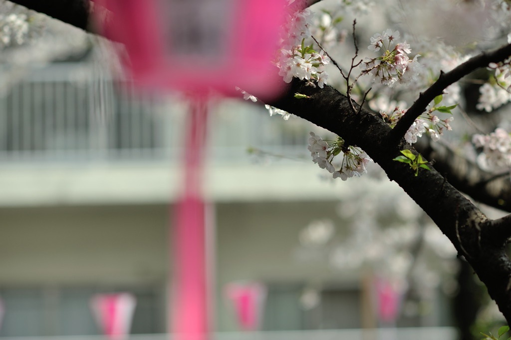 spring for tokyoites 2018