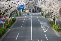spring for tokyoites 2025