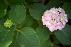 紫陽花の季節