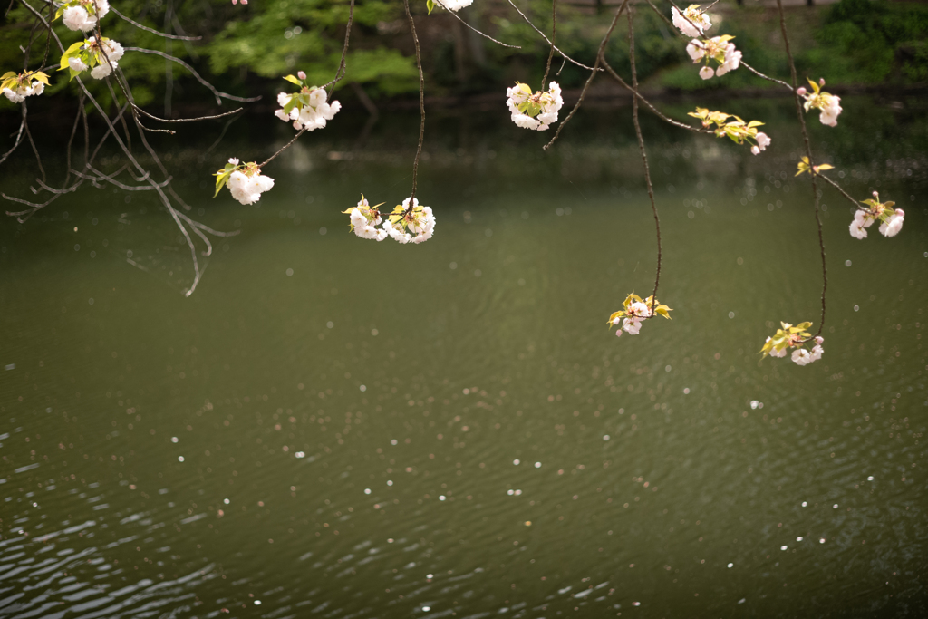 spring for tokyoites 2023