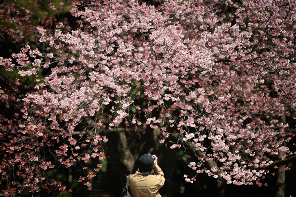 spring for tokyoites 2019
