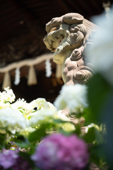 白山神社 あじさい祭り