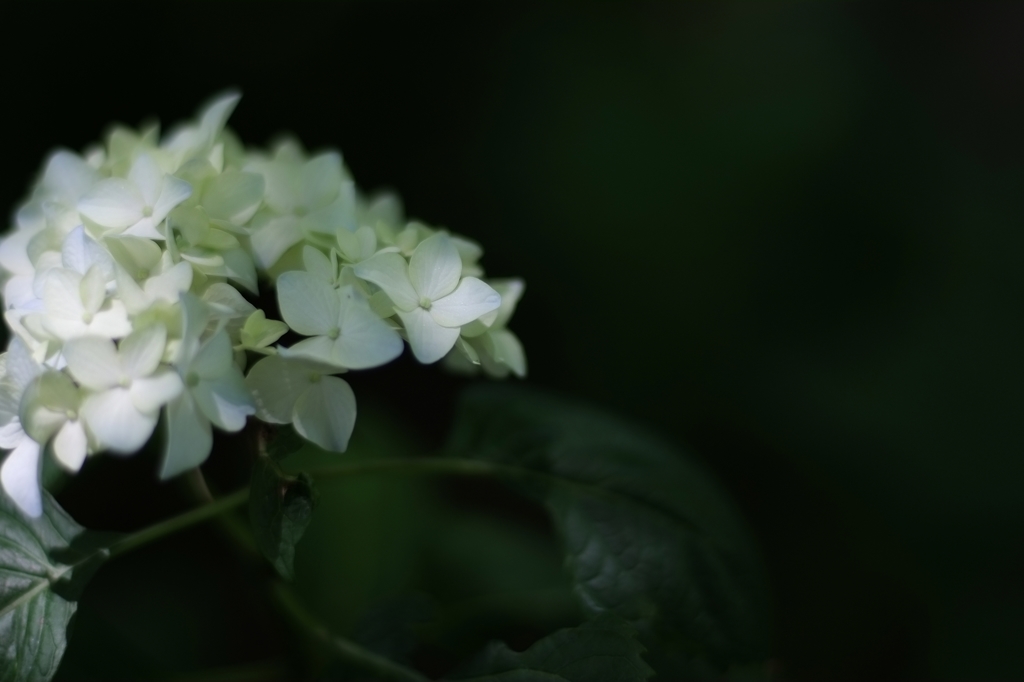 pearl white