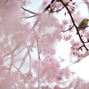 春の唄