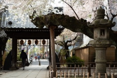 spring for tokyoites 2025
