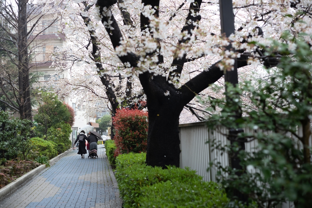 spring for tokyoites 2023