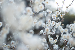 spring for tokyoites 2026