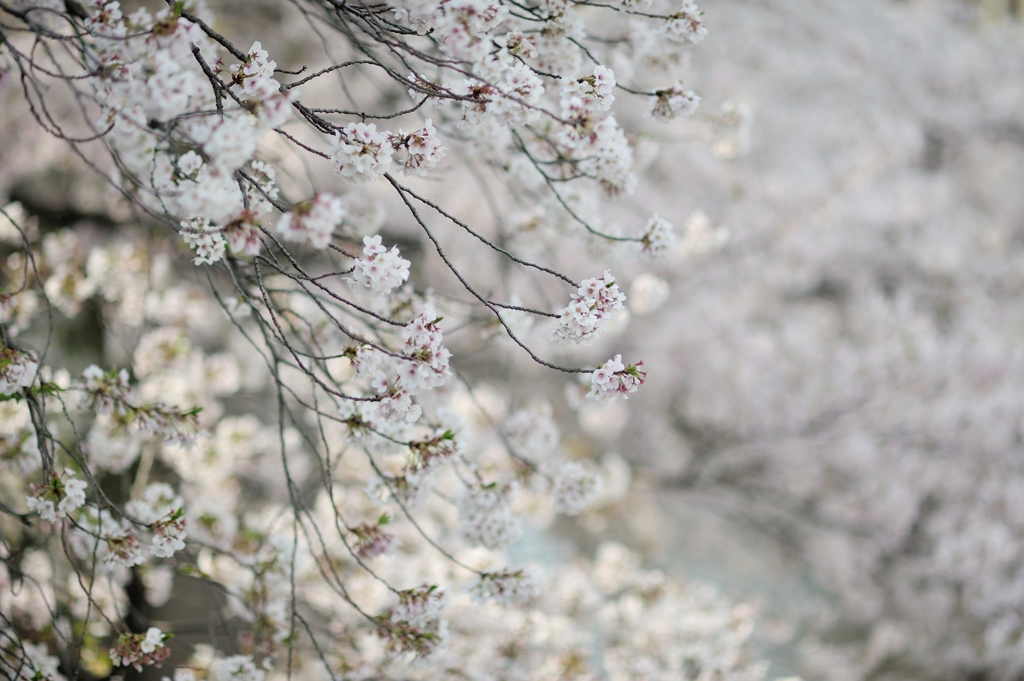 spring for tokyoites 2019