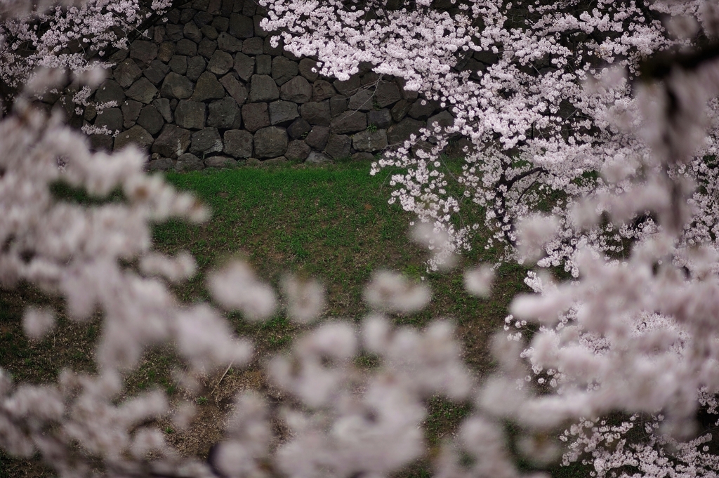 the Chidorigafuchi Moat