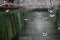 spring for tokyoites