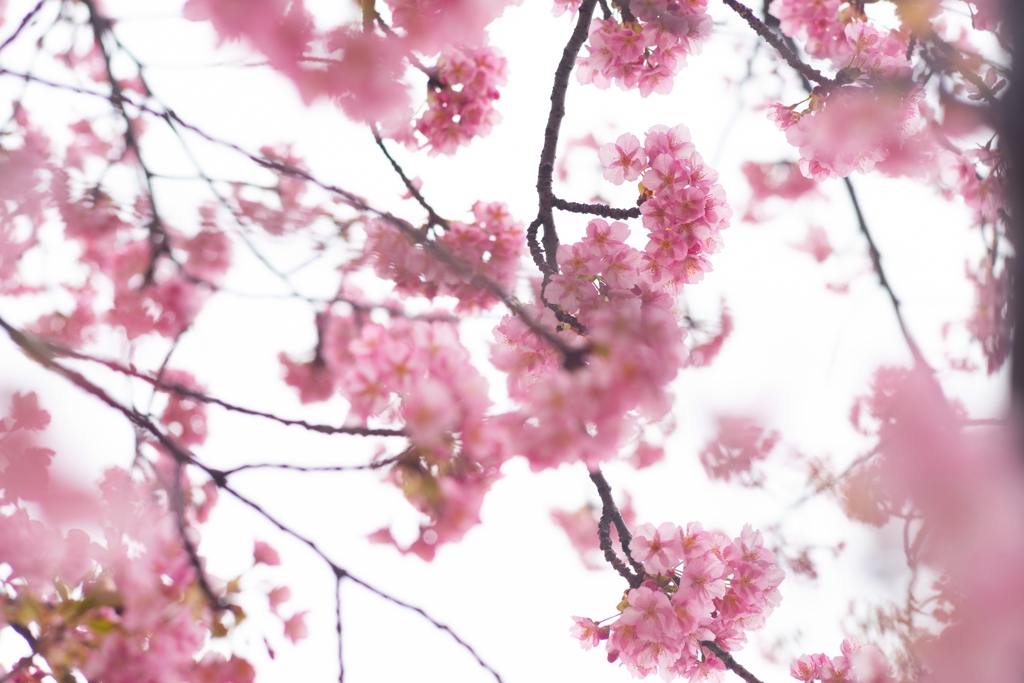spring for tokyoites 2024