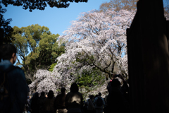 spring for tokyoites 2023