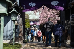 spring for tokyoites 2024