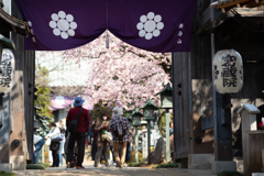 spring for tokyoites 2025