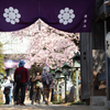 spring for tokyoites 2025