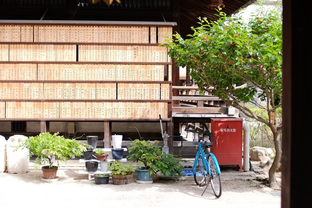 青い自転車、赤い実