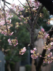spring for tokyoites 2026