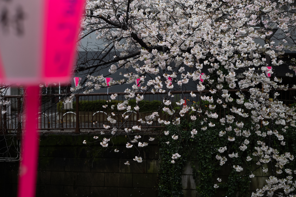 spring for tokyoites 2023