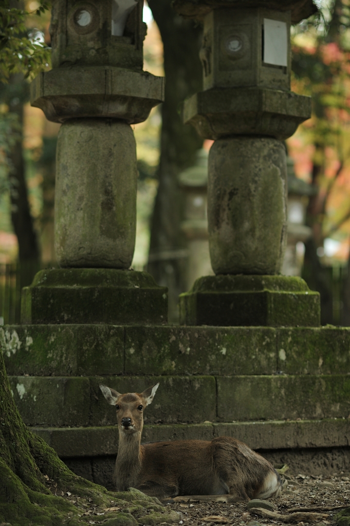 奈良の秋