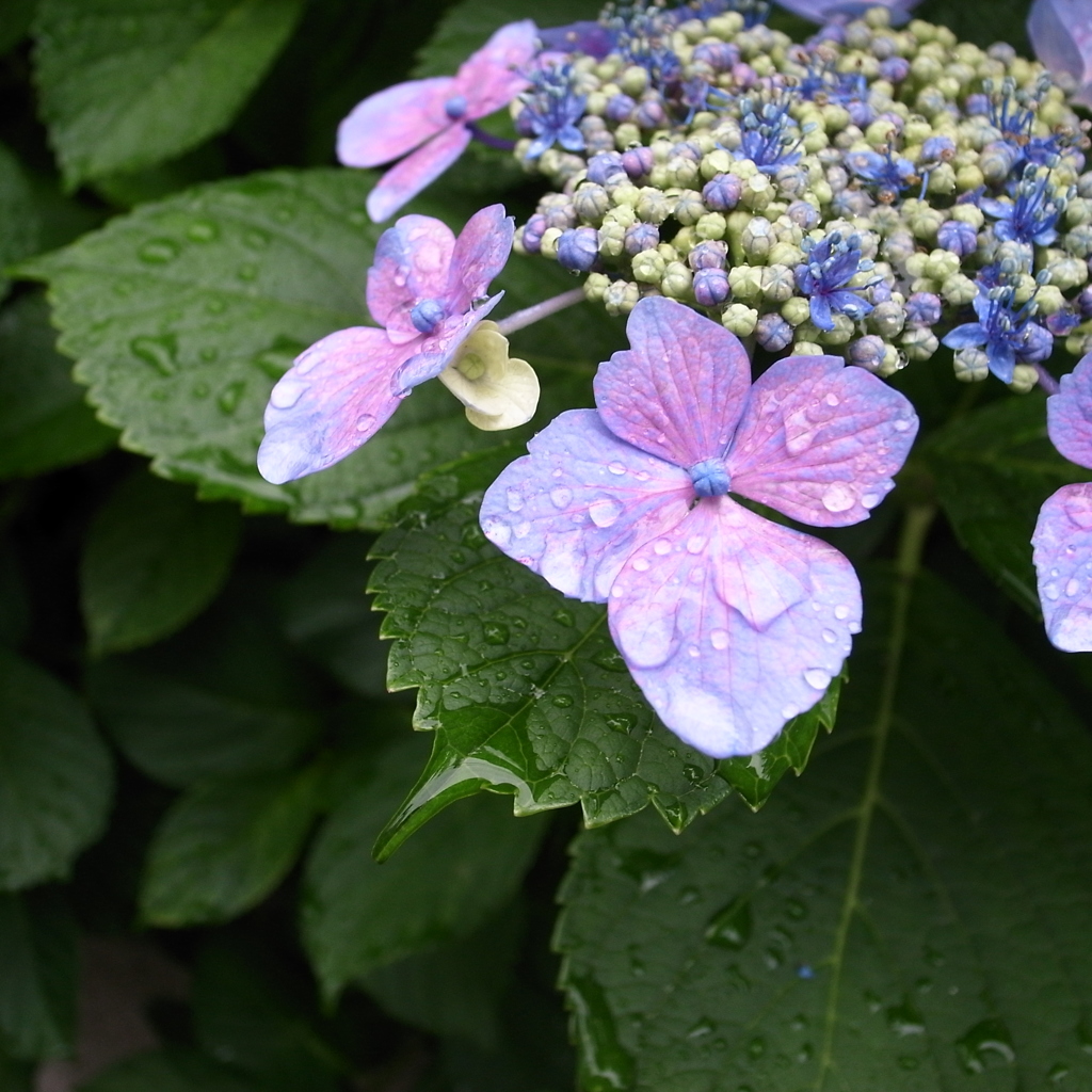 雨の華