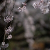 spring for tokyoites 2025