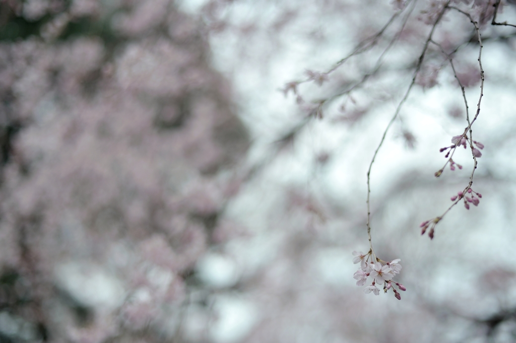 spring for tokyoites
