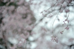 spring for tokyoites